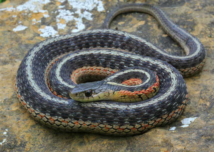 Eastern Garter Snake